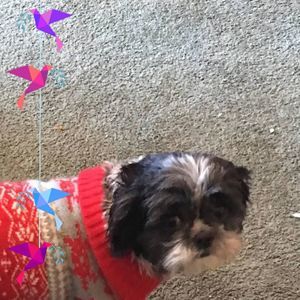 Meet your Posher, James